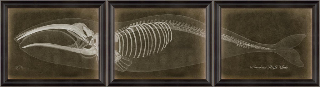 Spicher & Company LS Southern Right Whale Skeleton on Black 80023