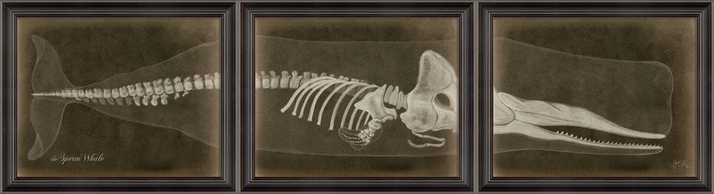 Spicher & Company LS Sperm Whale Skeleton on Black 80024