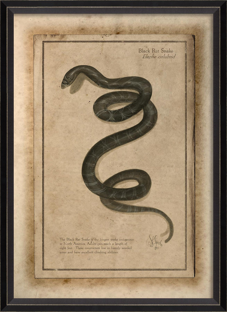 Spicher & Company BC Black Rat Snake 86483