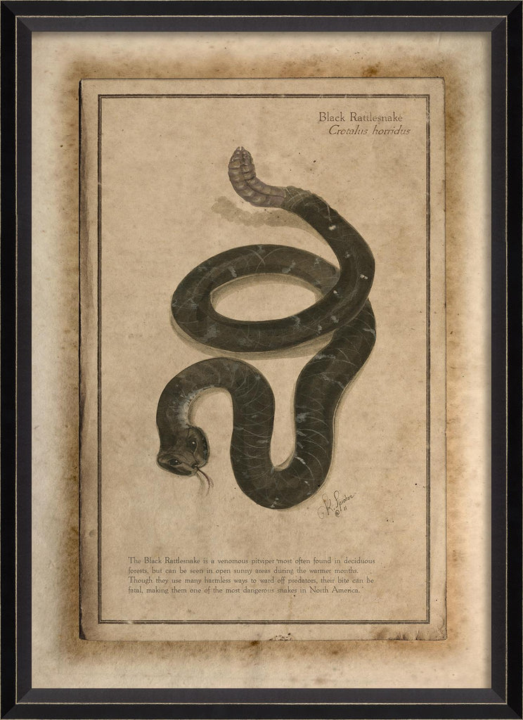 Spicher & Company BC Black Rattlesnake 86484