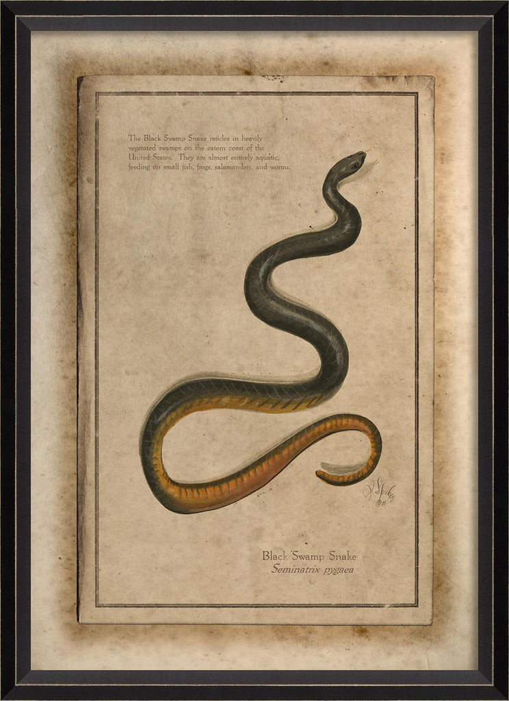 Spicher & Company BC Black Swamp Snake 86485