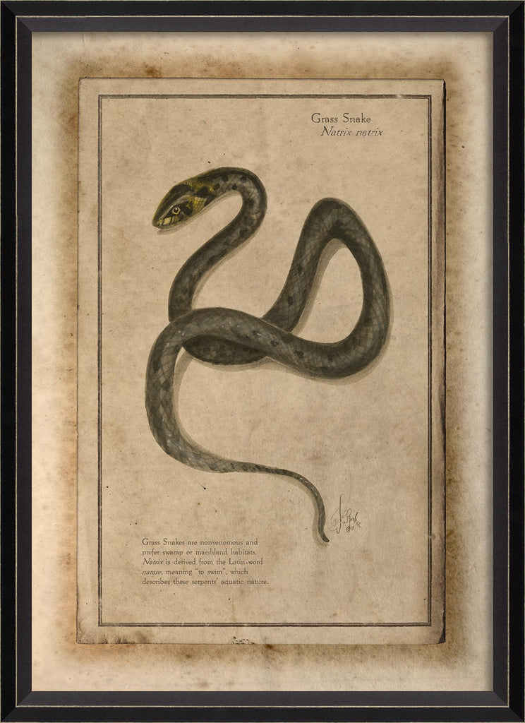 Spicher & Company BC Grass Snake 86486