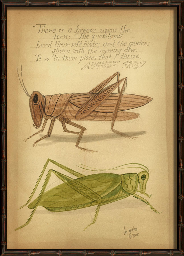 Spicher & Company HU Grasshoppers 1837 98104