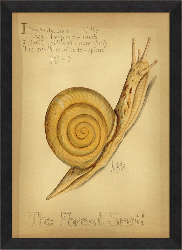 Spicher & Company MI The Forest Snail 98131