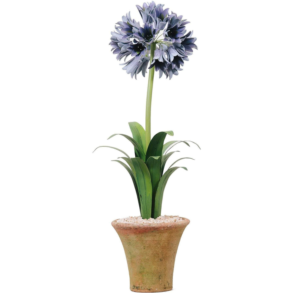 Tommy Mitchell Agapanthus Standard 000LAGPT
