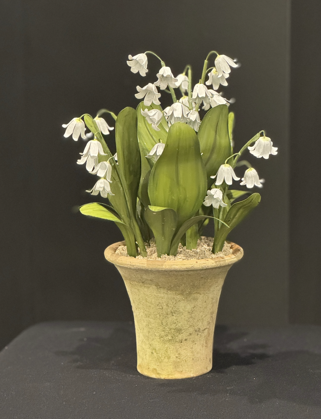 lily of the valley potted plant buy Tommy Mitchell Lily of the Valley Standard 000LLOVP – Biggs Ltd