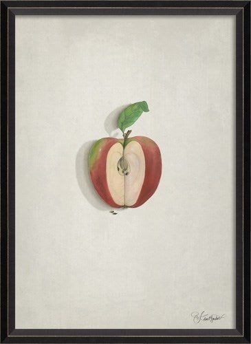Spicher & Company BC Newtons Apple on white 11054