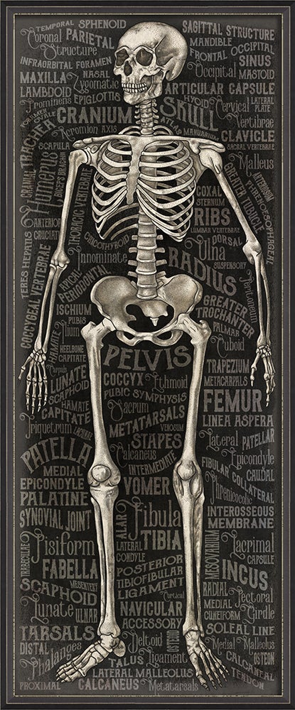 Spicher & Company BXNS The Skeletal System 3D 12006