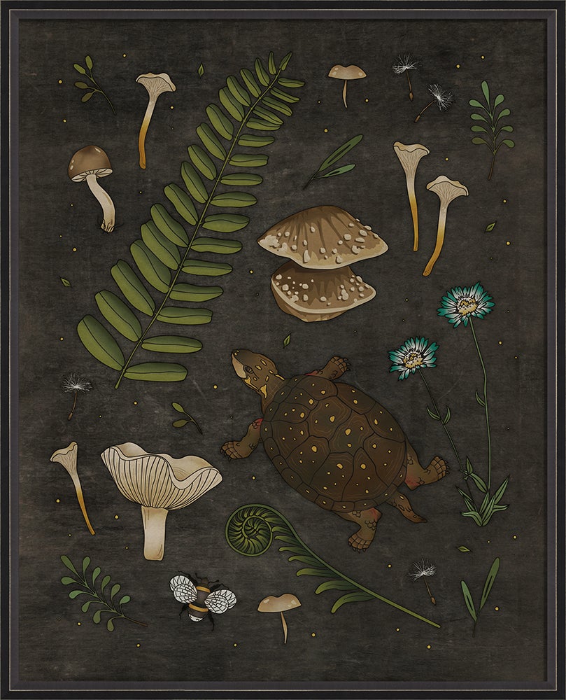 Spicher & Company BC The Curious Spotted Turtle lg 16840