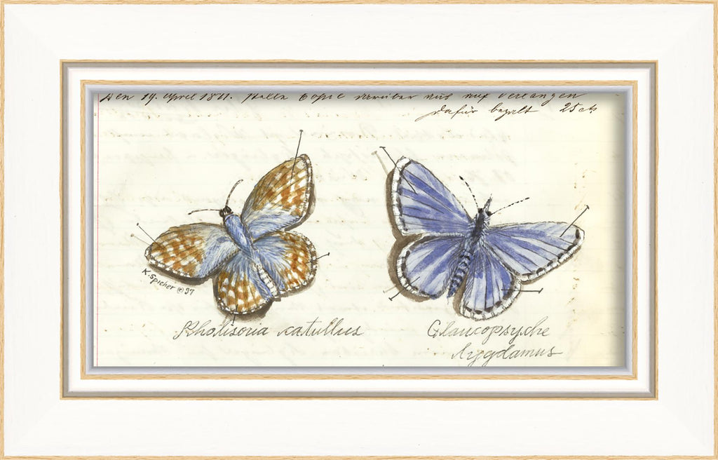 Spicher & Company KI Blue Butterflies 22407