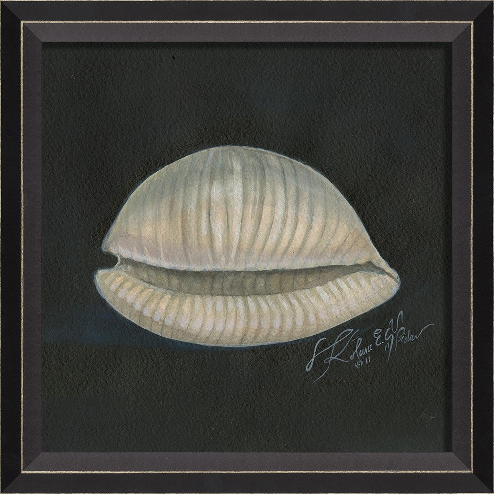 Spicher & Company BC Seashell No2 22449