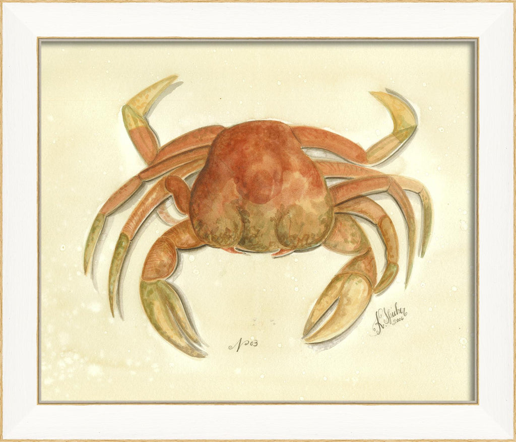 Spicher & Company SS Crab03 22502
