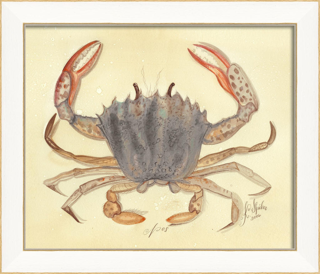 Spicher & Company SS Crab08 22507