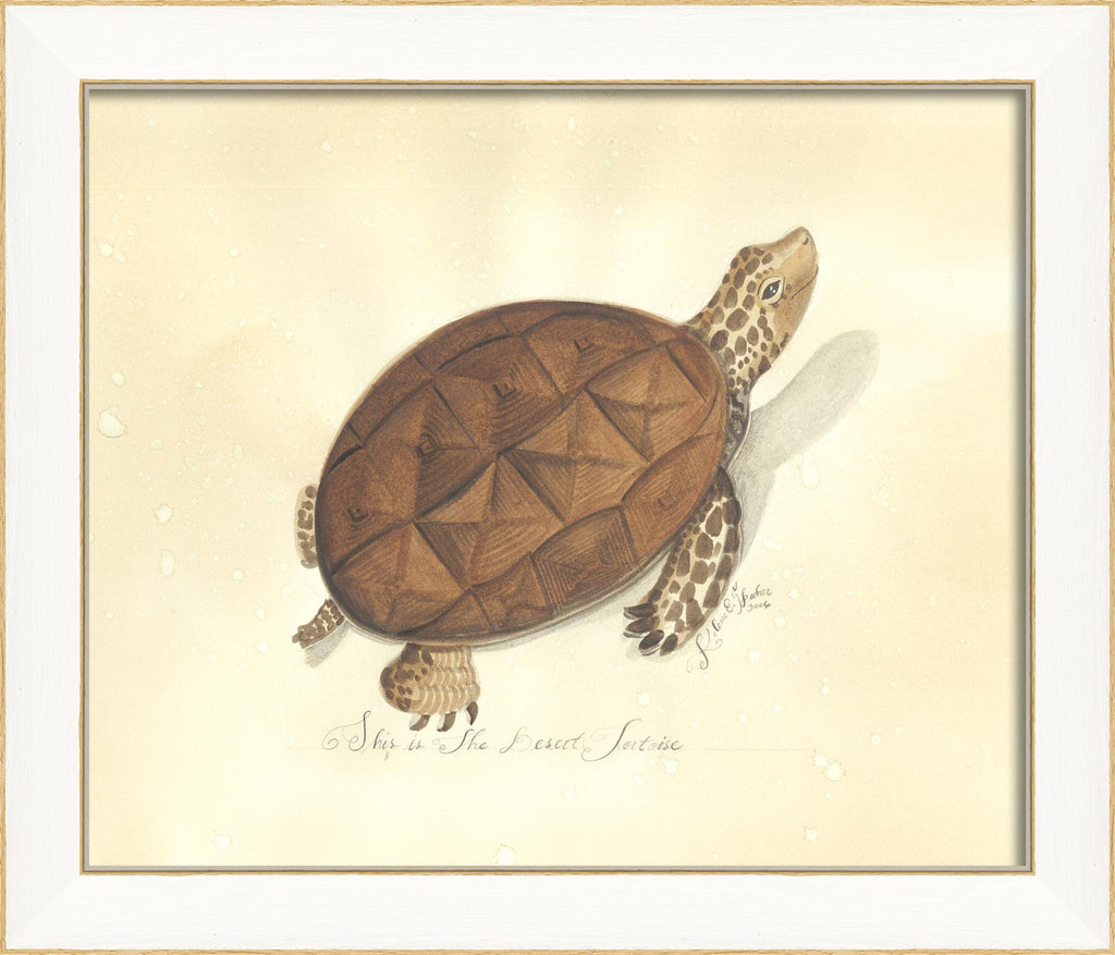 Spicher & Company SS Turtle Dessert Tortoise 22521