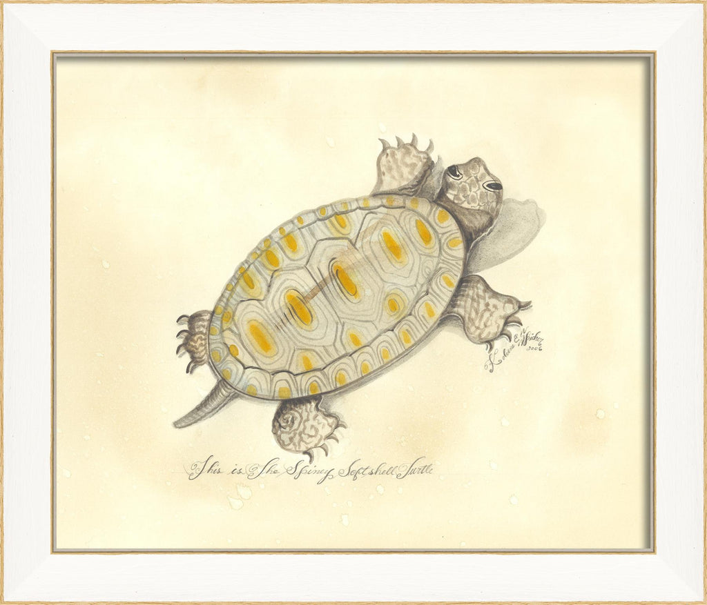 Spicher & Company SS Spiney Soft Shell Turtle 22523