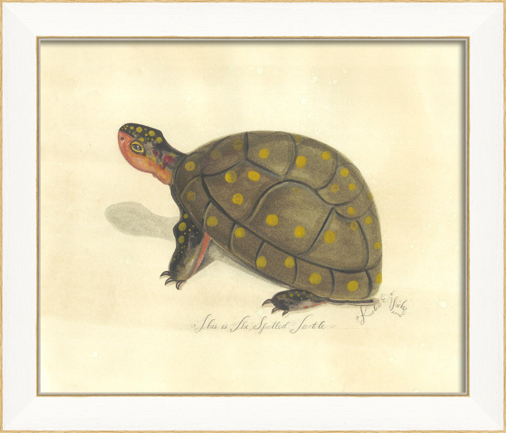 Spicher & Company SS Spotted Turtle 22524