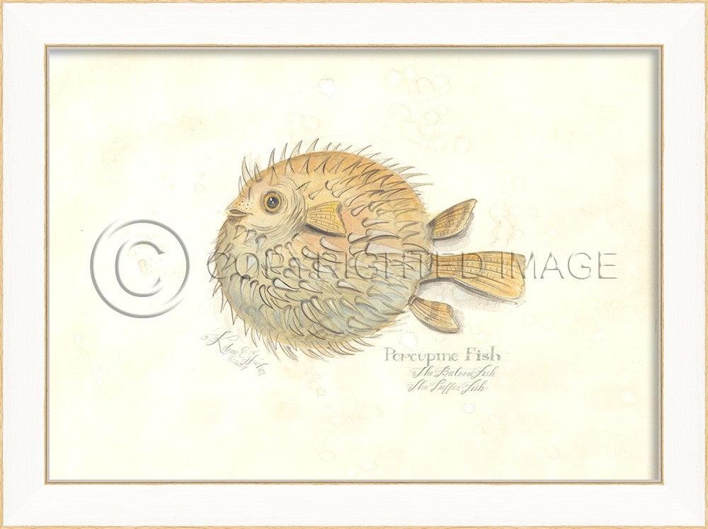 Spicher & Company SS PorcupineFish 22527