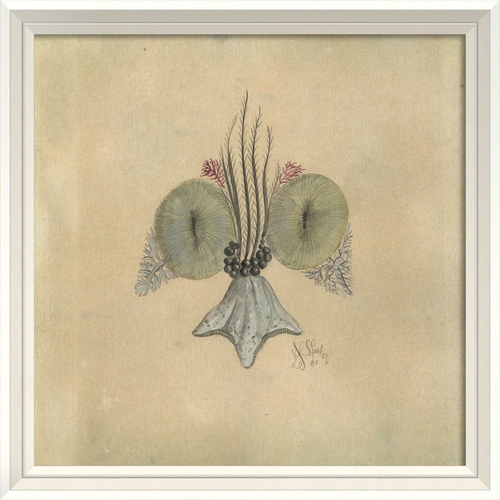 Spicher & Company WCWL Seashell Fleur de Lis 3 22573