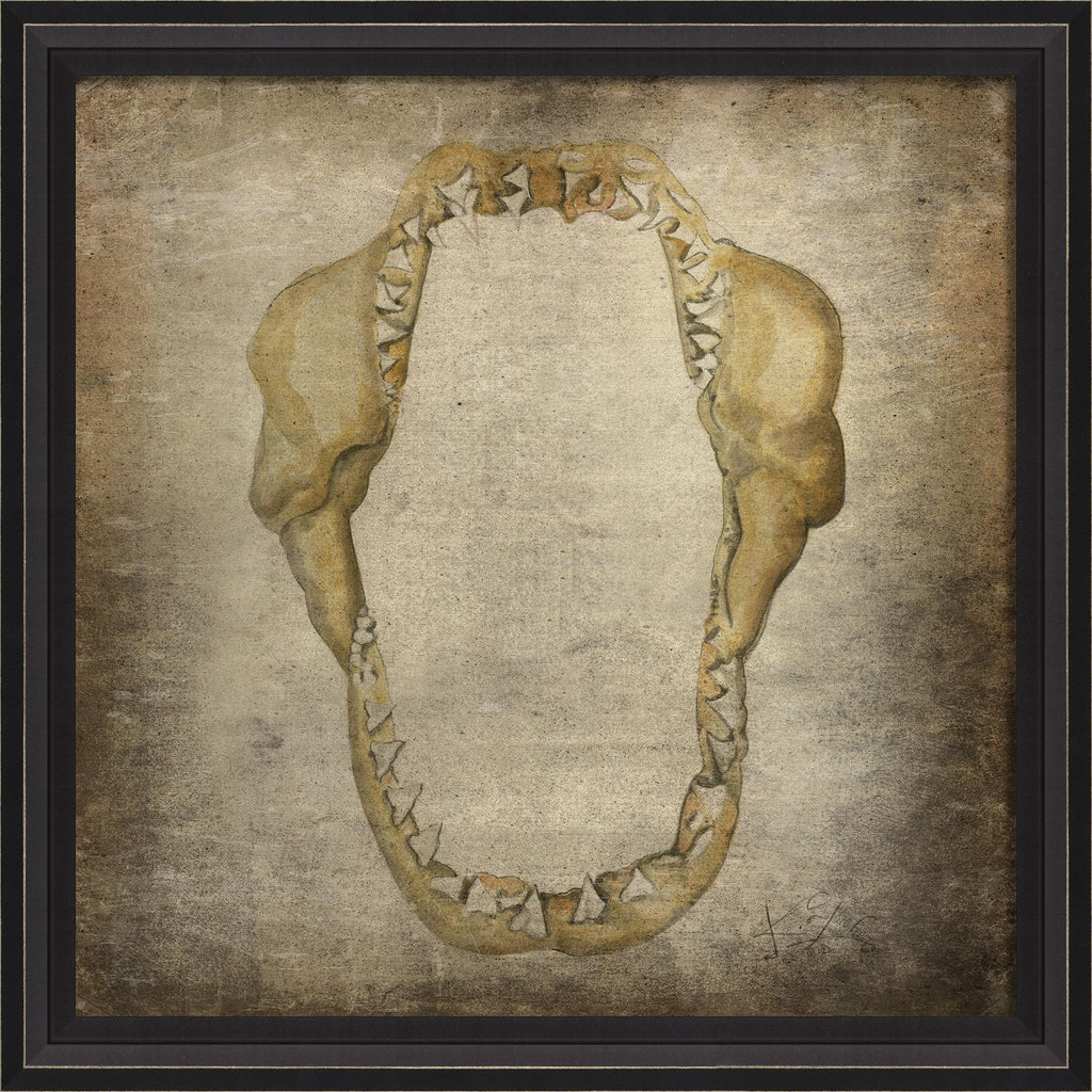 Spicher & Company BCBL Shark Jaws I 22586