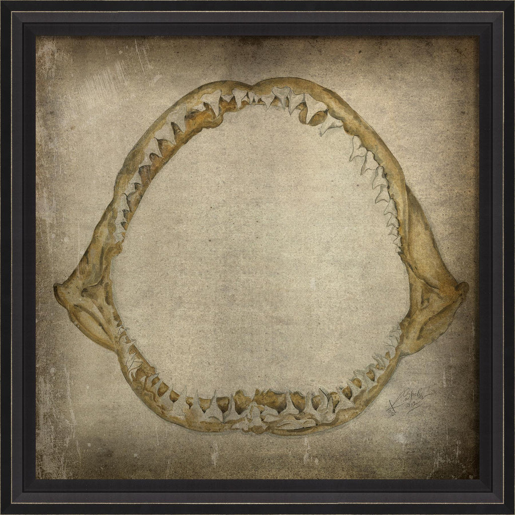 Spicher & Company BCBL Shark Jaws III 22588