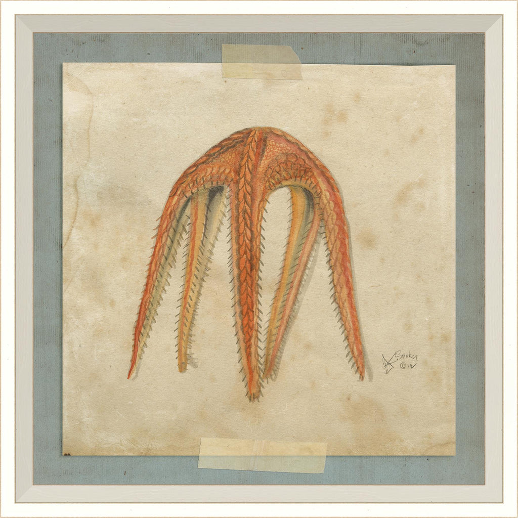 Spicher & Company WC Starfish 1 22589