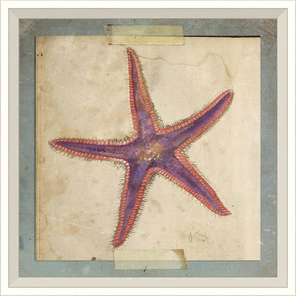 Spicher & Company WC Starfish 6 22594