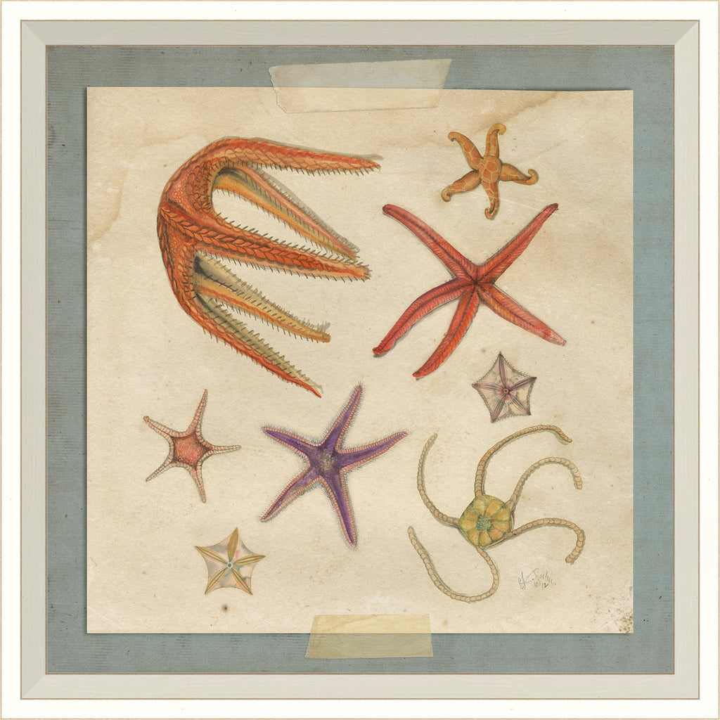 Spicher & Company WC Starfish 7 22595