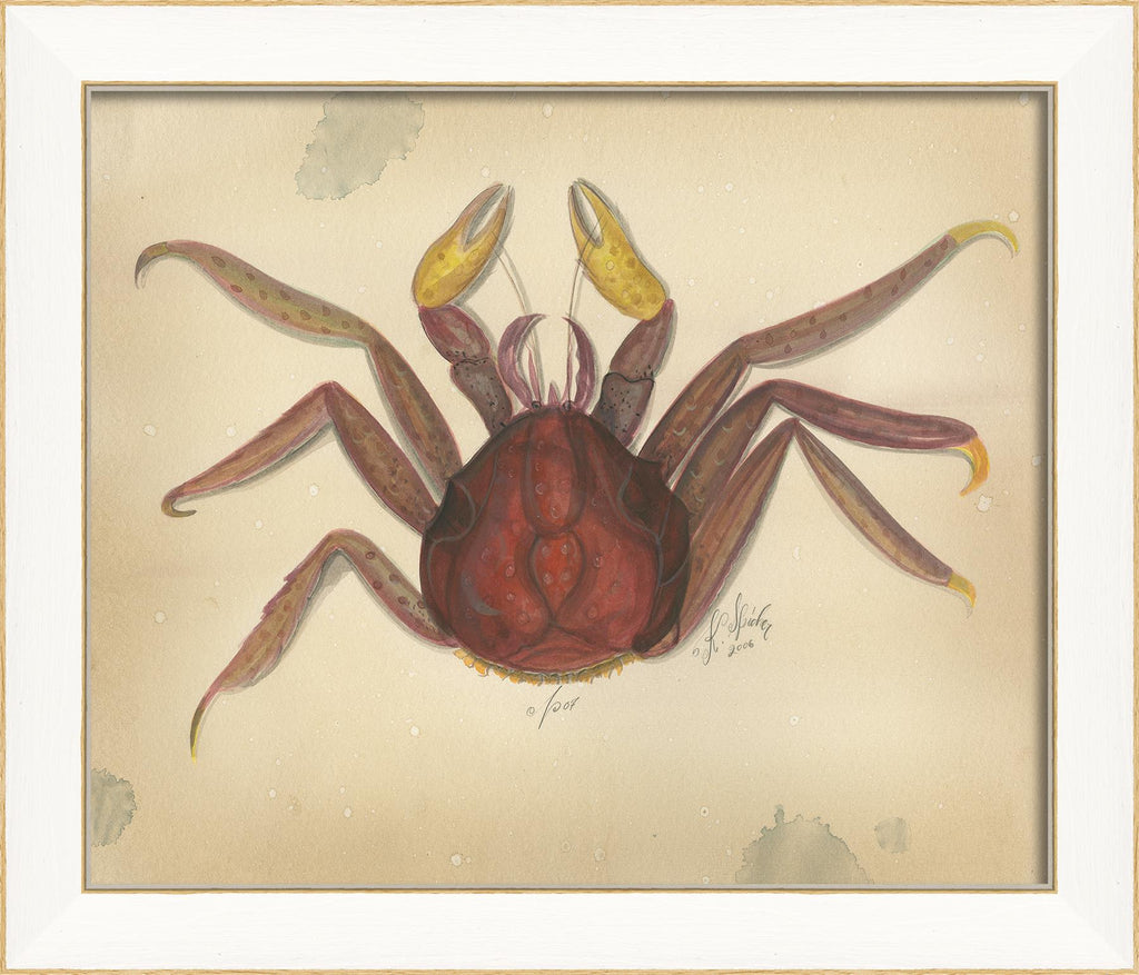 Spicher & Company SS Ocean Crab 7 22603