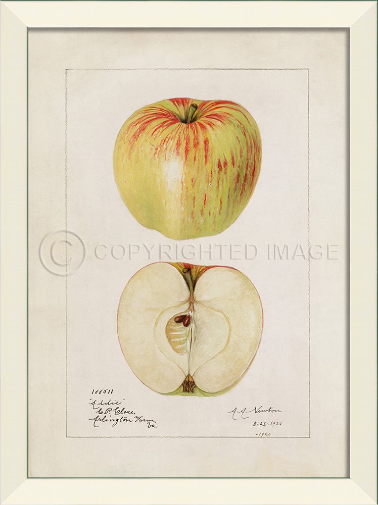 Spicher & Company LN Apple No6 27513