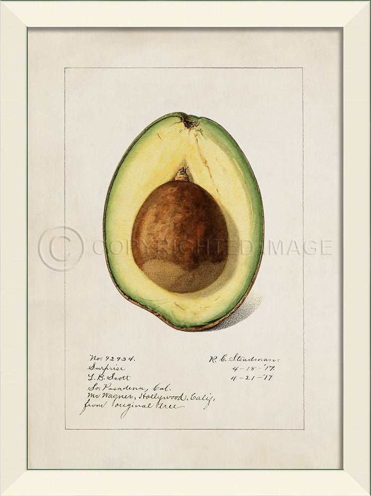 Spicher & Company LN Avocado No5 27519