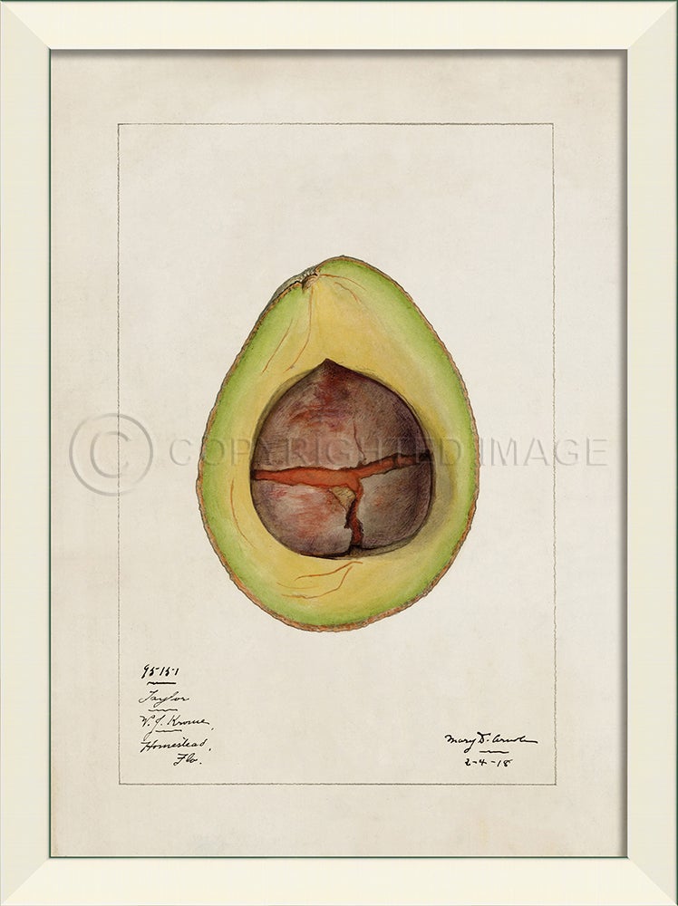 Spicher & Company LN Avocado No6 27520