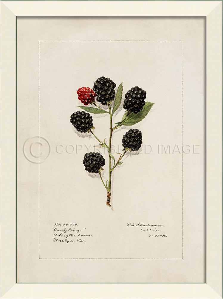 Spicher & Company LN Blackberries No1 27523