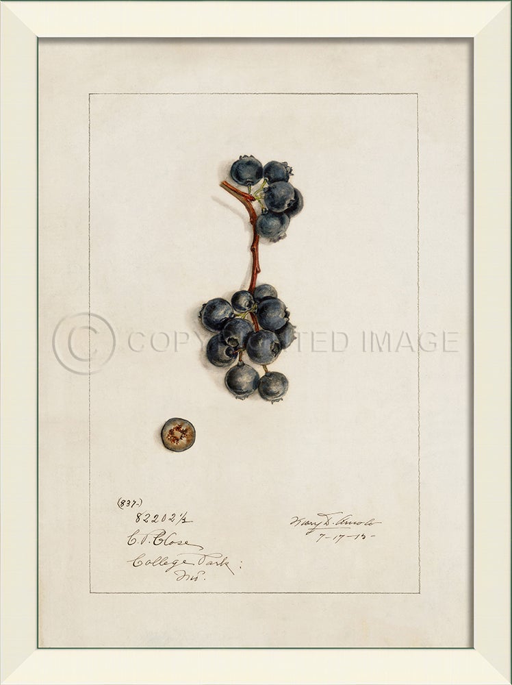 Spicher & Company LN Blueberries No1 27526