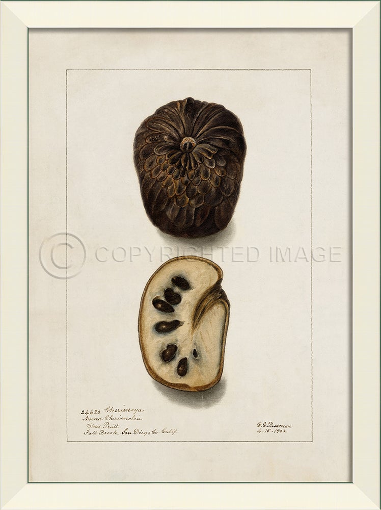Spicher & Company LN Cherimoya No1 27527