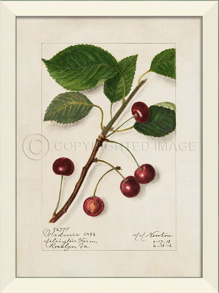 Spicher & Company LN Cherries No6 27535