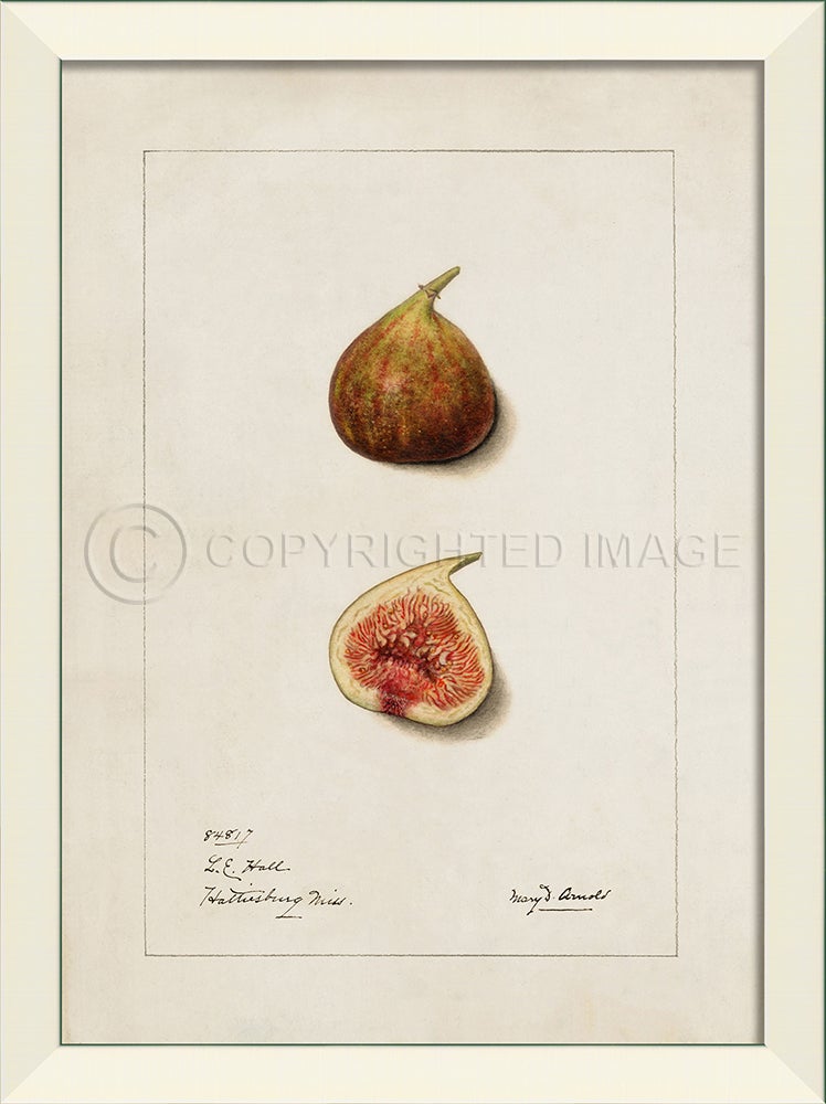 Spicher & Company LN Fig No4 27541