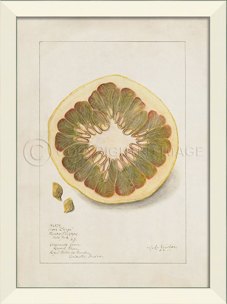 Spicher & Company LN Grapefruit No5 27546