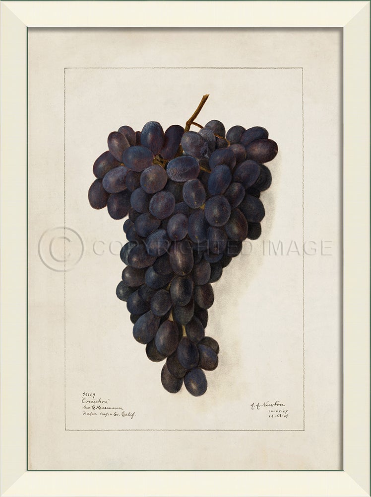 Spicher & Company LN Grapes No2 27550