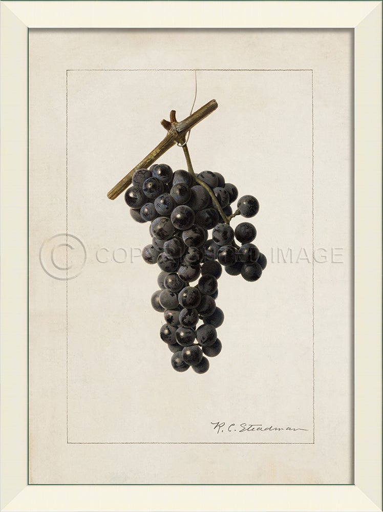 Spicher & Company LN Grapes No4 27552