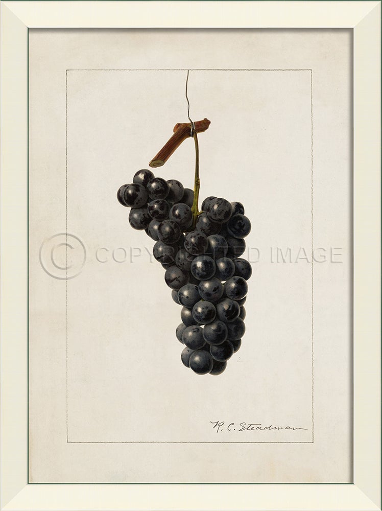 Spicher & Company LN Grapes No5 27553