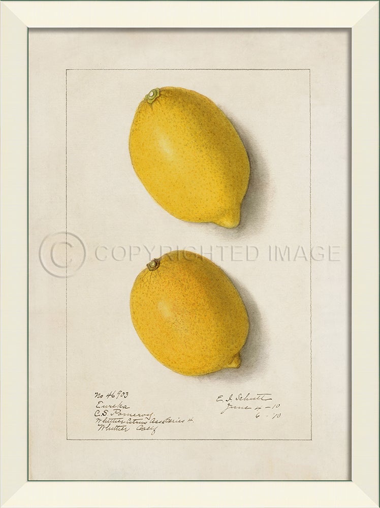 Spicher & Company LN Lemon No2 27558