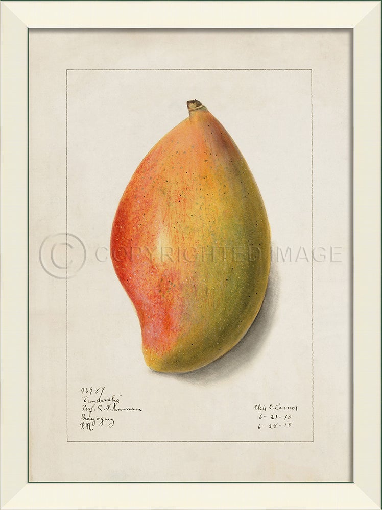 Spicher & Company LN Mango No1 27563