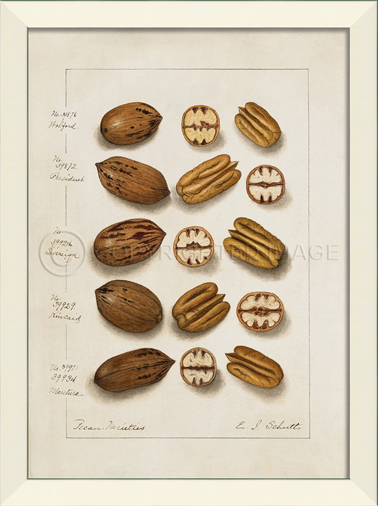 Spicher & Company LN Nuts No1 27568