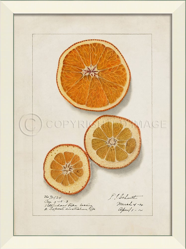 Spicher & Company LN Orange No5 27581