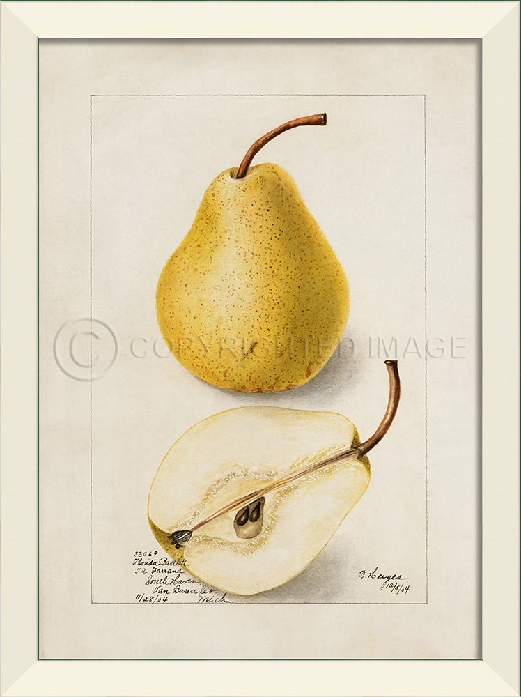 Spicher & Company LN Pear No4 27593