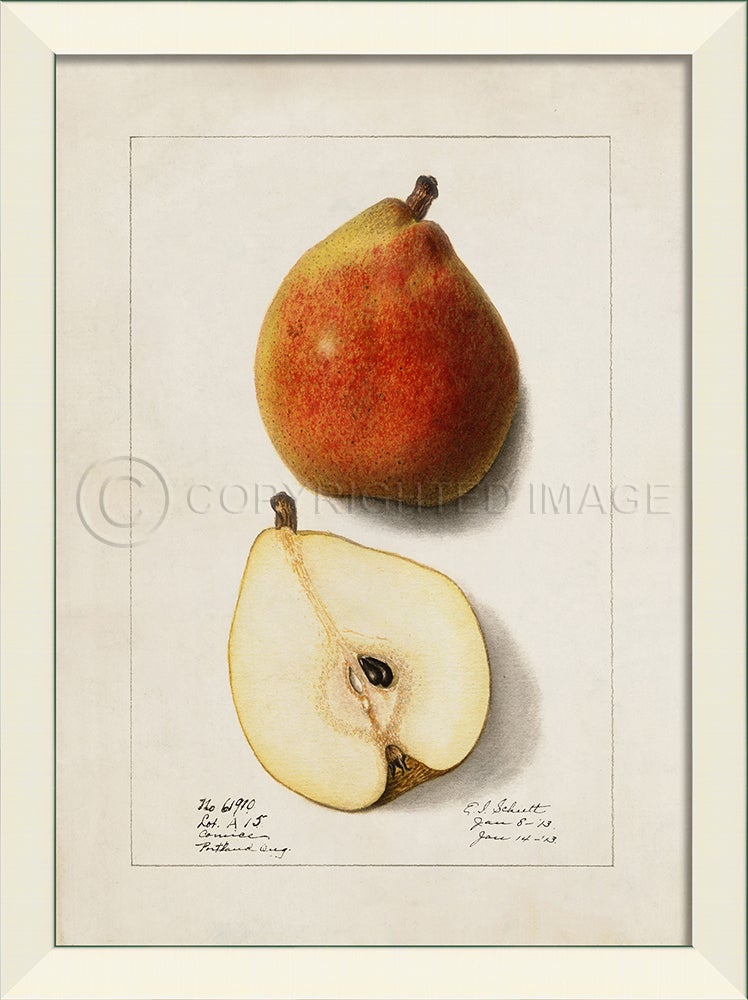 Spicher & Company LN Pear No8 27597