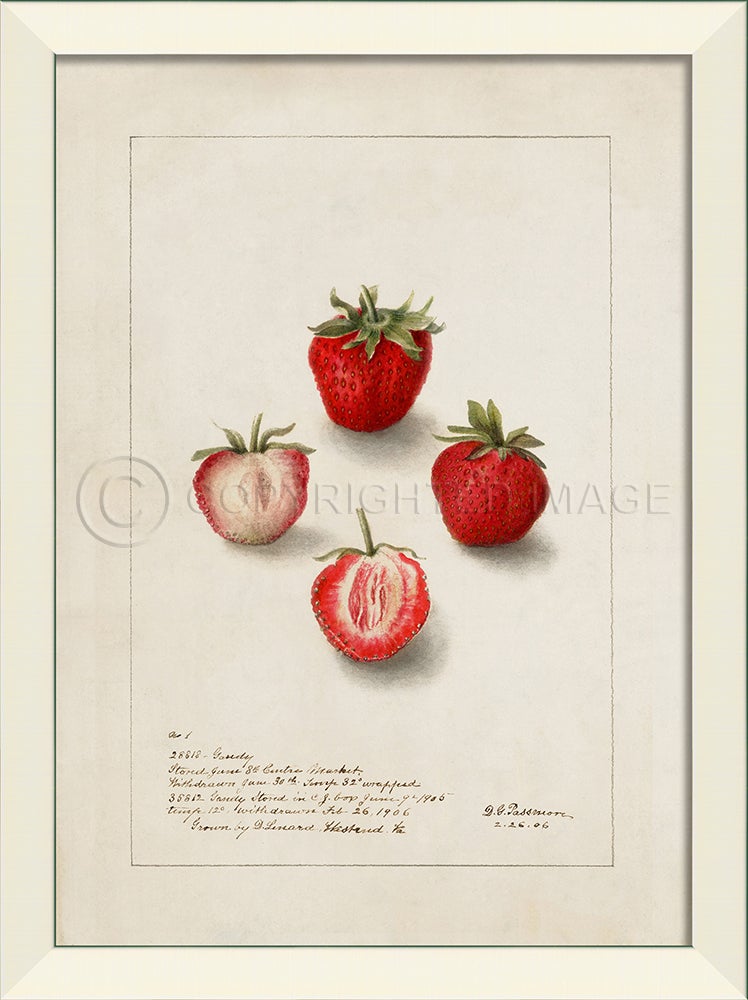 Spicher & Company LN Strawberry No5 27614