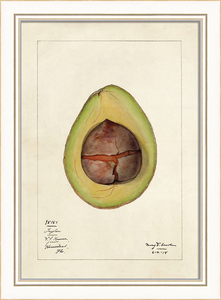 Spicher & Company KI Avocado No6 27660