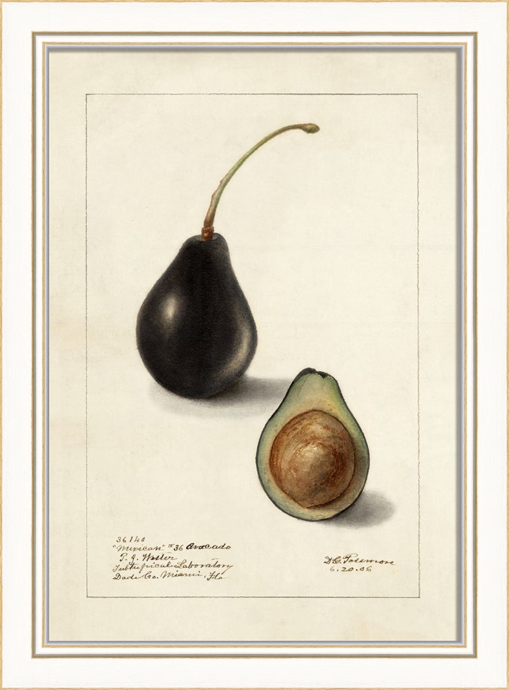 Spicher & Company KI Avocado No8 27662