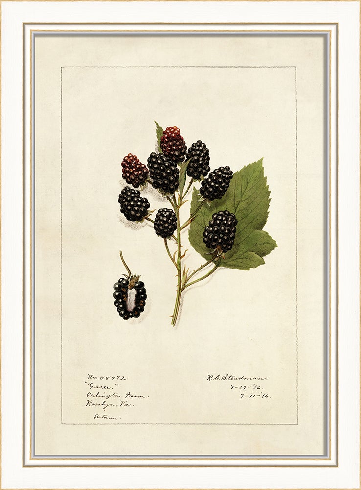 Spicher & Company KI Blackberries No2 27664